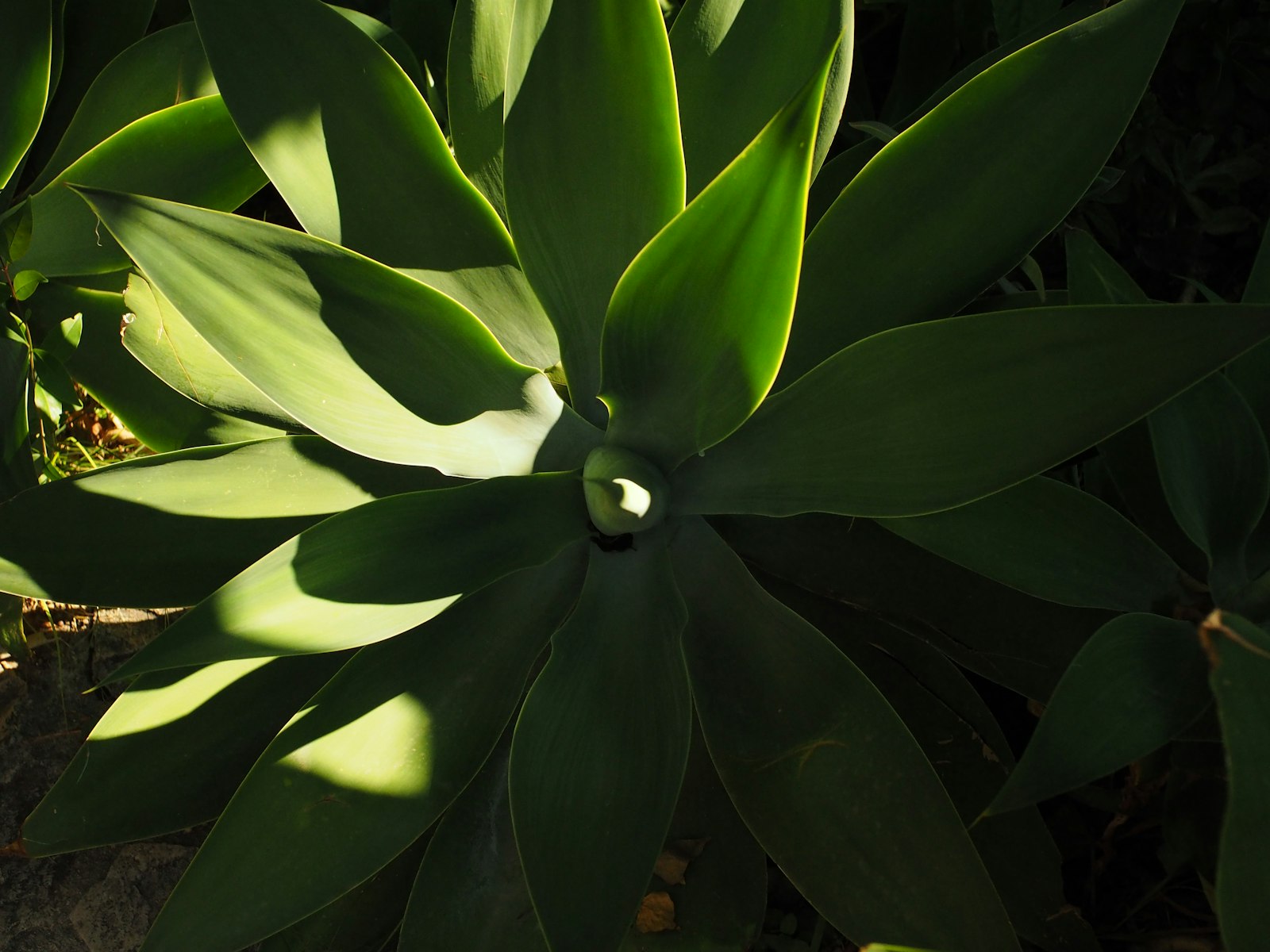 Agave foliage catching late-afternoon Buckeye light