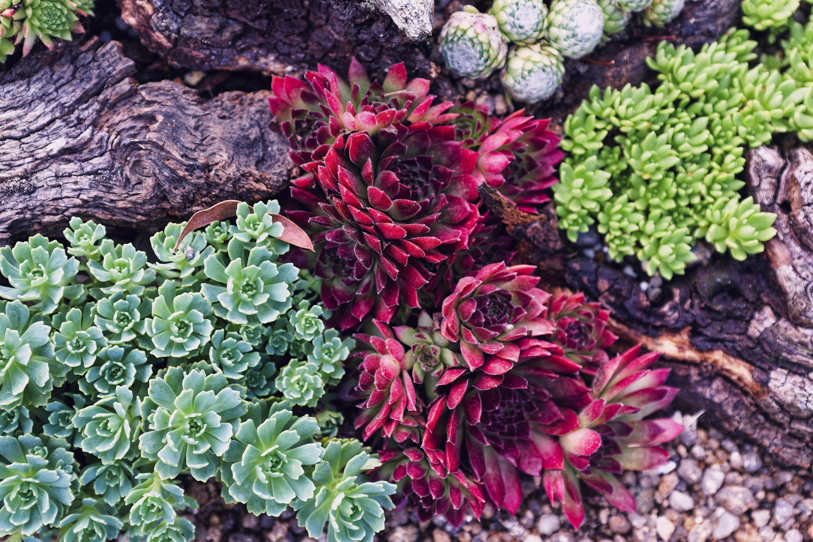 Buckeye front-bed planting with mixed succulents and bark mulch