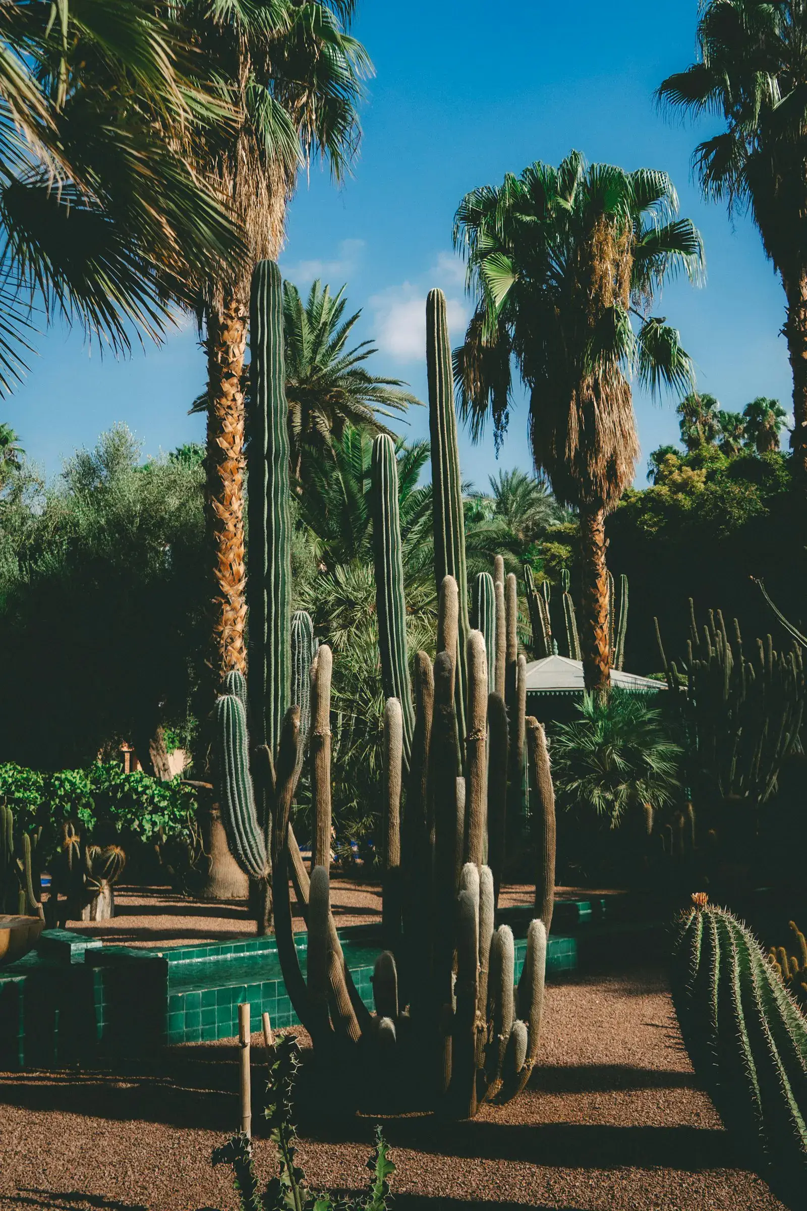 Tall palms and saguaro in a West Valley xeriscape front yard